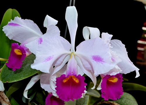 Cattleya trianaei var semi-alba aquini