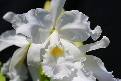 Cattleya warscewiczii alba