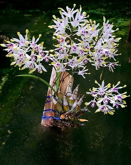 Dendrobium canaliculatum var tattonianum