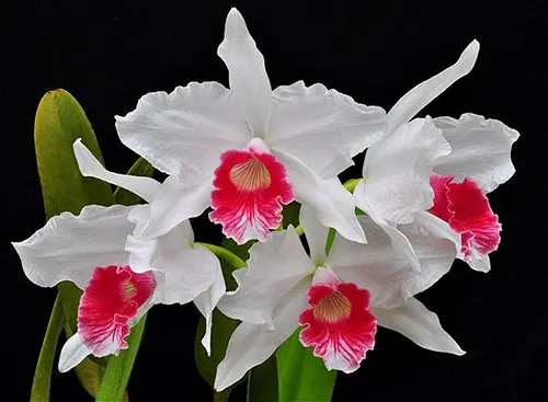 Laelia purpurata carnea 'Dorena'