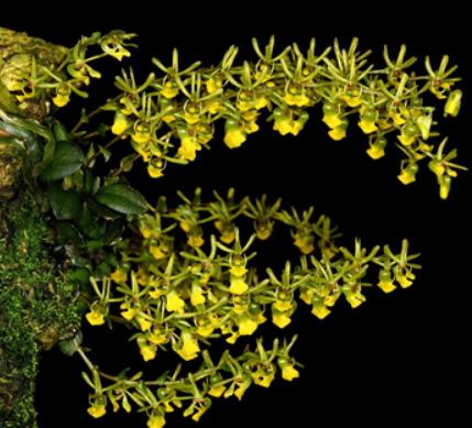 Platyrhiza quadricolor