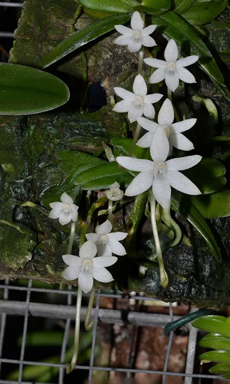 Aerangis calantha