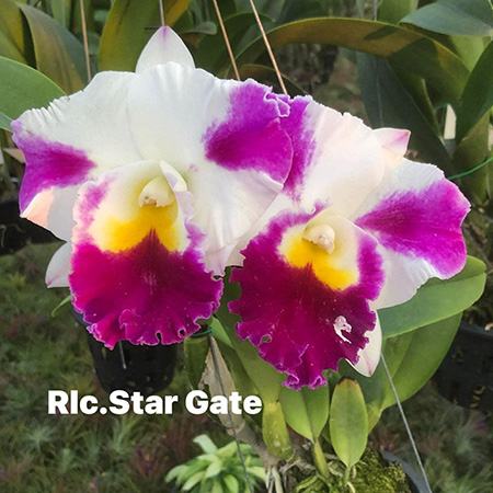Rhyncholaeliocattleya Star Gate