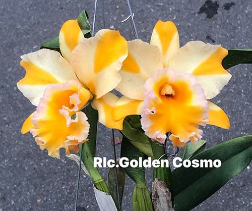 Rhyncholaeliocattleya Golden Cosmo