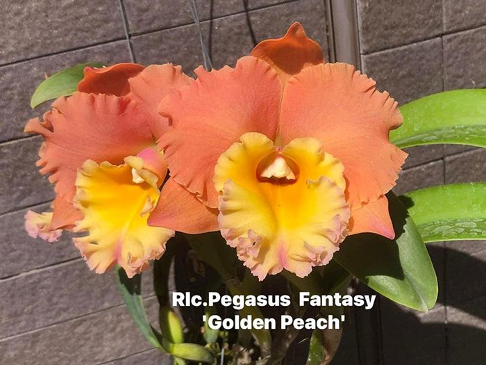 Rhyncholaeliocattleya Pegasus Fantasy 'Golden Peach'