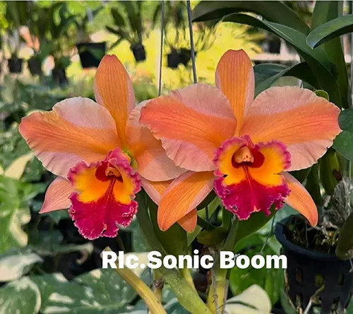 Rhyncholaeliocattleya Sonic Boom