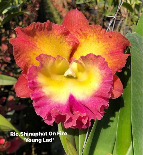 Rhyncholaeliocattleya Shinaphat on Fire 'Young Lad'
