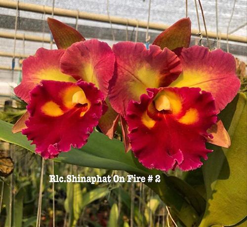 Rhyncholaeliocattleya Shinaphat on Fire '#2'
