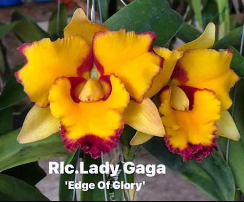 Rhyncholaeliocattleya Lady Gaga 'Edge of Glory'