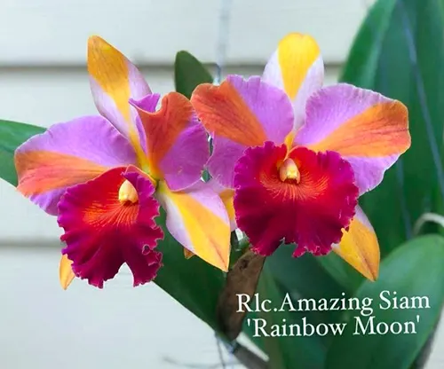 Rhyncholaeliocattleya Amazing Siam 'Rainbow Moon'