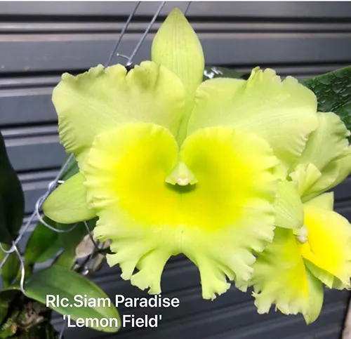 Rhyncholaeliocattleya Siam Paradise 'Lemon Field'