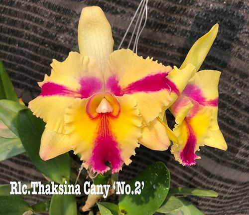 Rhyncholaeliocattleya Thaksina Candy '#2'