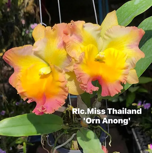 Rhyncholaeliocattleya Miss Thailand 'Orn Anong'