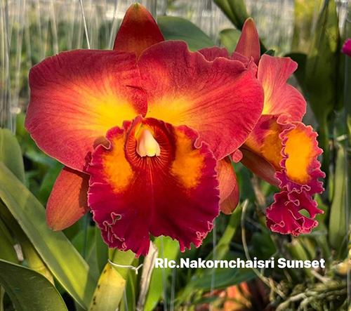 Rhyncholaeliocattleya Nakornchaisry Sunset