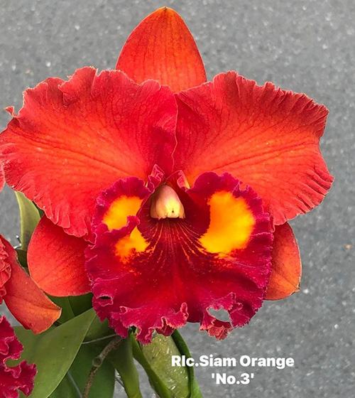 Rhyncholaeliocattleya Siam Orange '#3'