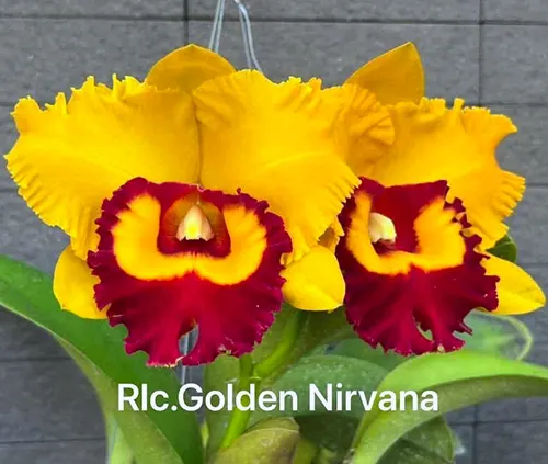 Rhyncholaeliocattleya Golden Nirvana