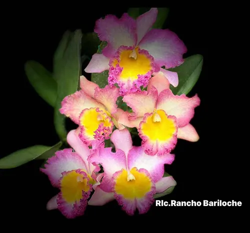 Rhyncholaeliocattleya Rancho Bariloche