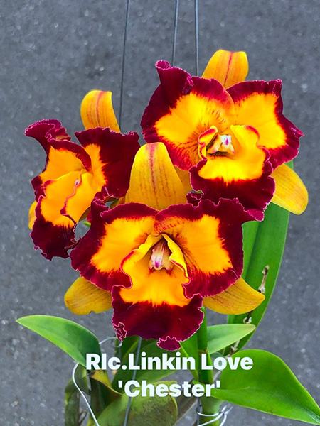 Rhyncholaeliocattleya Linkin Love 'Chester'