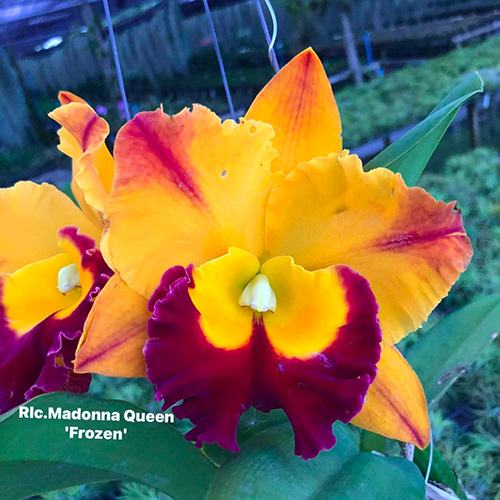 Rhyncholaeliocattleya Madonna Queen 'Frozen'
