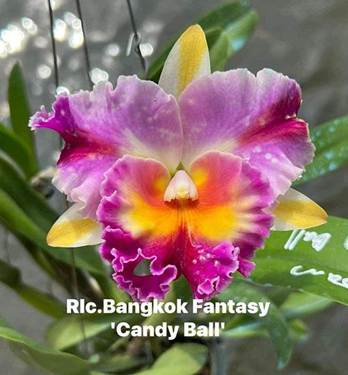 Rhyncholaeliocattleya Bangkok Fantasy 'Candy Ball'