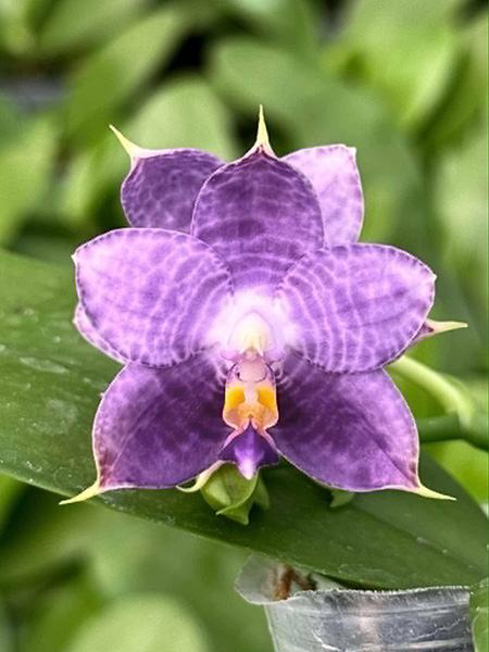 Phalaenopsis Mituo Purple Dragon 'Diamond Dust'