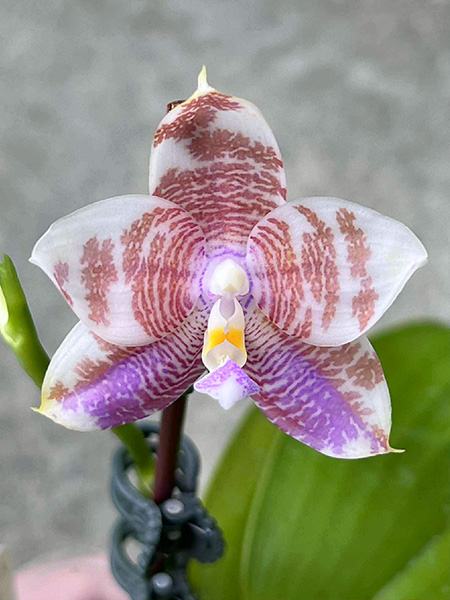 Phalaenopsis Mituo Purple Oriole 'Fireworks'