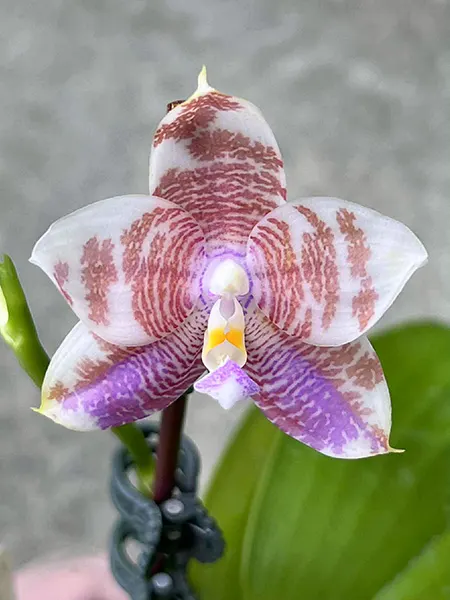 Phalaenopsis Mituo Purple Oriole 'Fireworks'