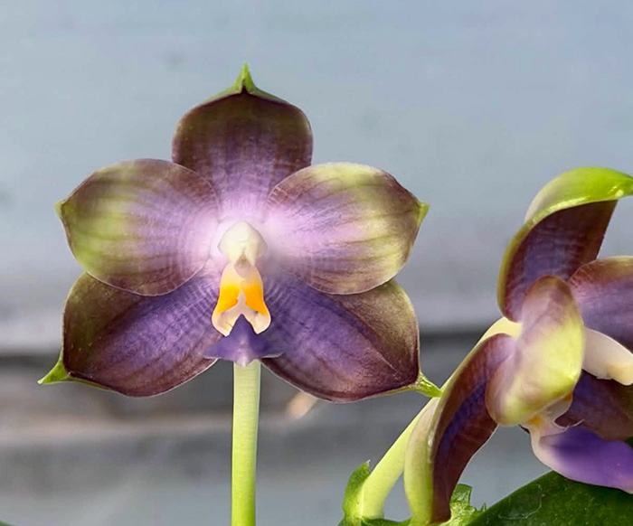 Phalaenopsis Mituo Blue Cat 'Rainy Night'