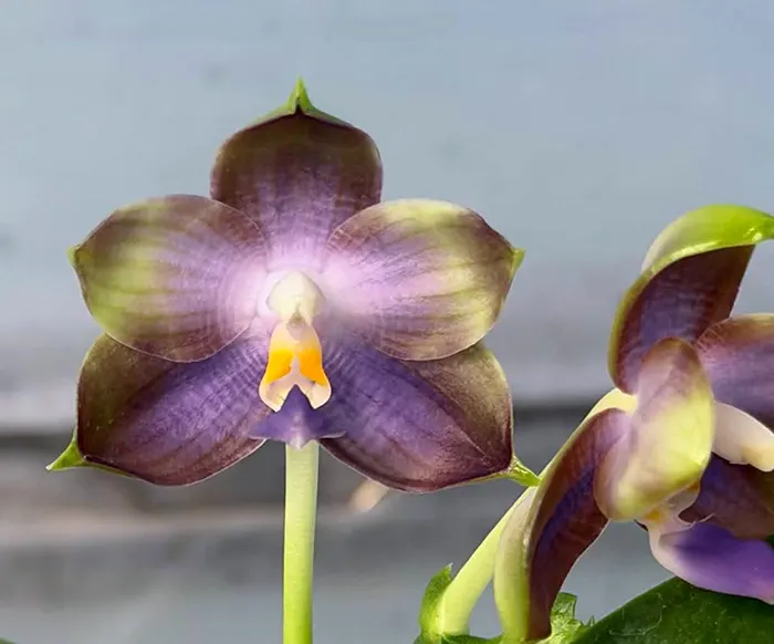 Phalaenopsis Mituo Blue Cat 'Rainy Night'