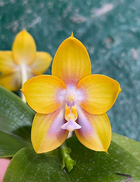 Phalaenopsis Mituo Double Gelb Eagle 'Yellow Peach'