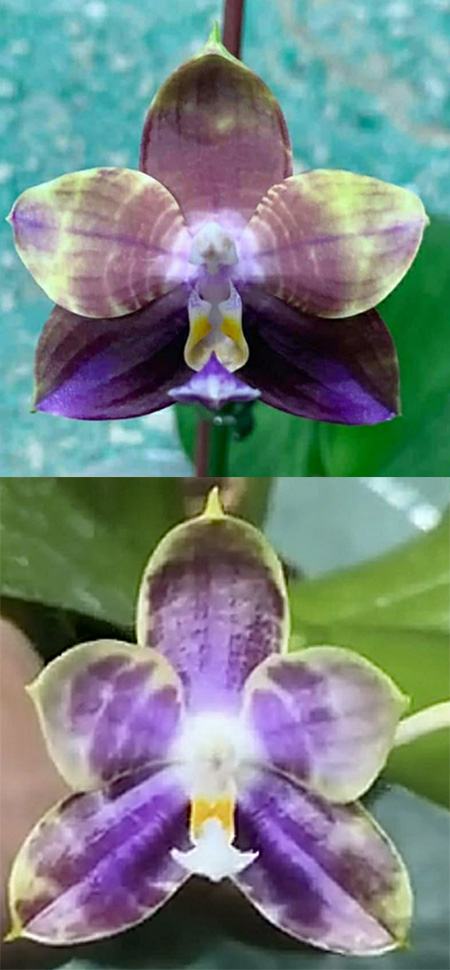 Phalaenopsis Mituo Speciosa Dragon x Mituo Obsidian 'Pluto'