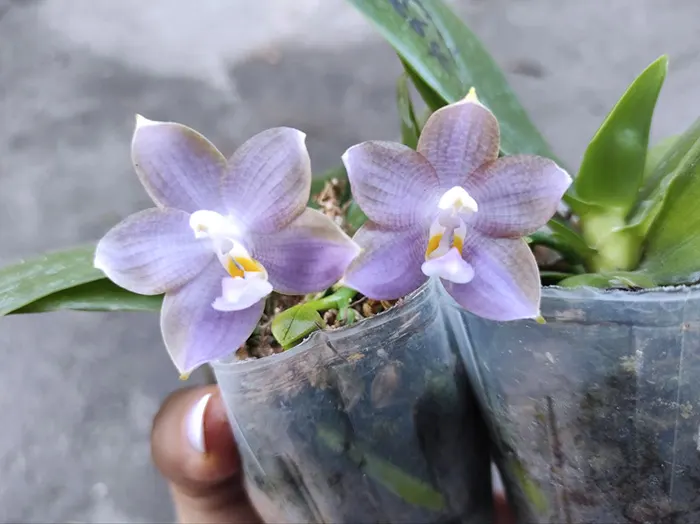 Phalaenopsis Mituo Blue Cat 'Azure Mushroom'