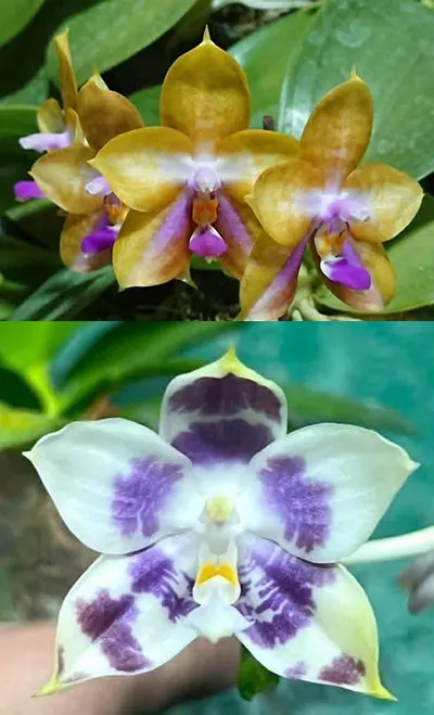 Phalaenopsis Mituo GH King Star 'Blueberry' x Mituo Speciosa Dragon