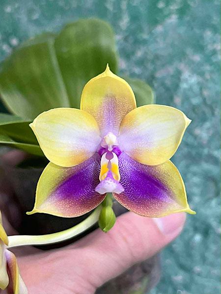Phalaenopsis Mituo Double Gelb Eagle 'Golden Sparrow'