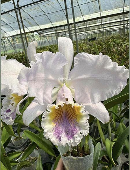 Cattleya Intertexta (Cattleya mossiae coerulea x Cattleya warnei coerulea)