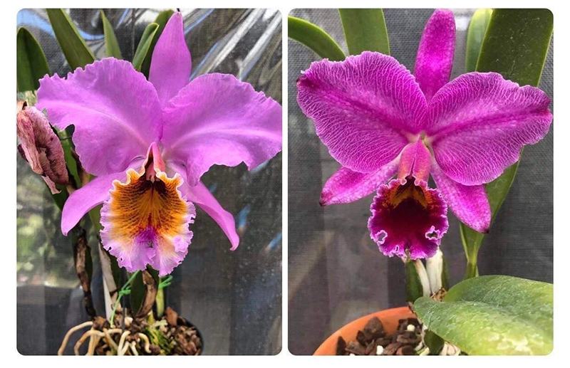 Cattleya percivaliana (suave x concolor) x percivaliana fma marmorada
