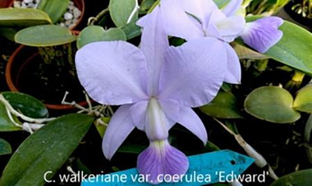 Cattleya walkeriana coerulea 'Edward' AM/JOS