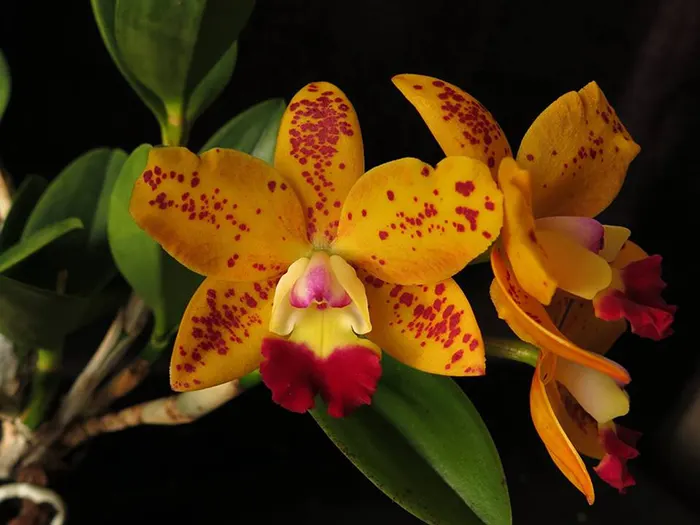 Rhyncholaeliocattleya Dendi's Gem 'Diamond Orchids' HCC/ AOS