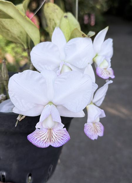 Cattleya nobilior fma semi-alba 'Rou Su Ming 'SM/TOGA
