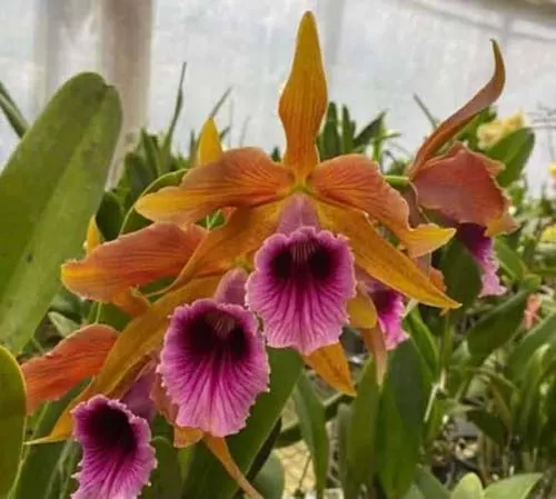 Laelia tenebrosa 'Rainforest'