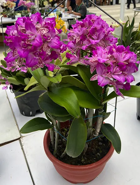 Cattleya Yuan Dung Sweet 'Dragon Fruit'