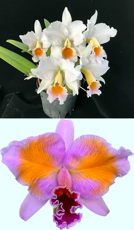 Cattleya percivaliana albescens x percivaliana pelorica 'Hercules'