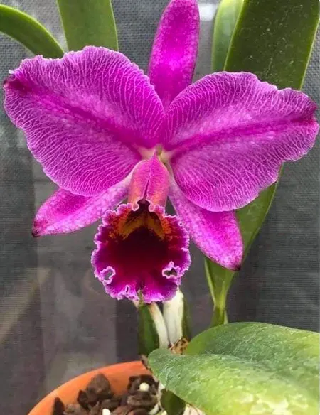 Cattleya percivaliana marmorada