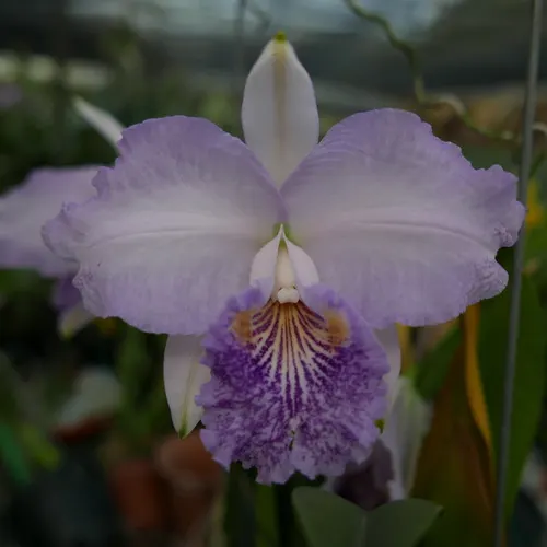 Cattleya lueddemanniana coerulea flamea 'Samurai Blue' (rubra flamea 'Grand Odyssey' x coerulea flamea)