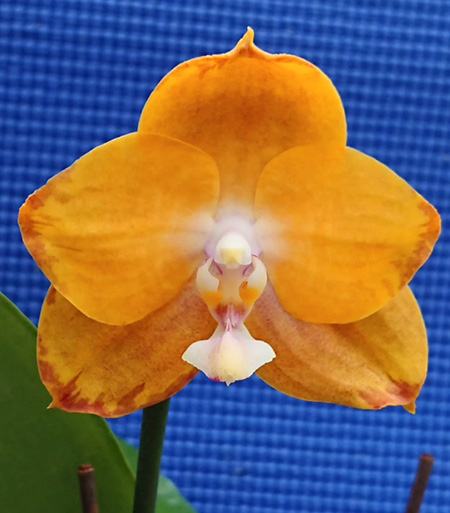 Phalaenopsis Chian Xen Gold x Hawaii Dragon Gir