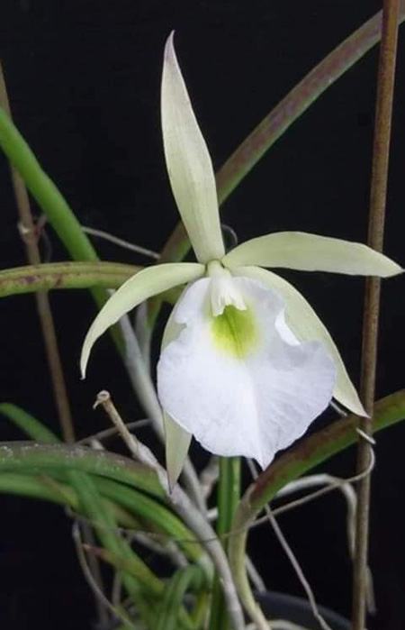 Brassavola gardneri