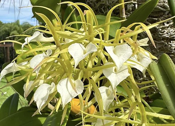 Brassavola subulifolia