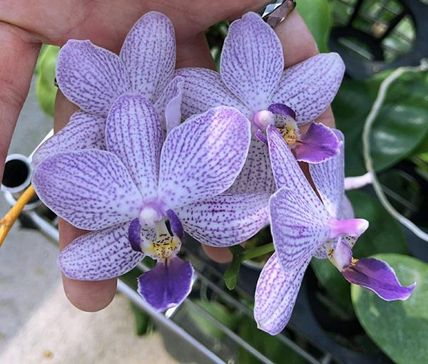 Phalaenopsis Lioulin G Lip x Lioulin Blue Parrot (D2)