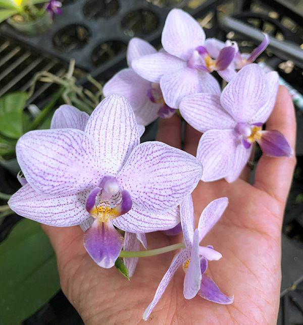Phalaenopsis Lioulin Blue Parrot x LL Purple Beta (D8)