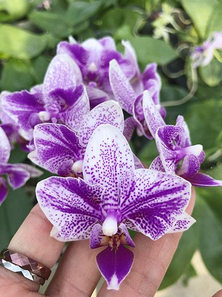 Phalaenopsis Lioulin Blue Parrot x LL Purple Beta (D5)